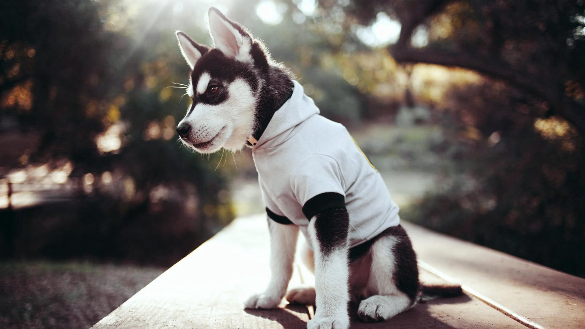 九游登录中心-国米客场大胜维罗纳，桑切斯梅开二度，国米vs维罗纳比分