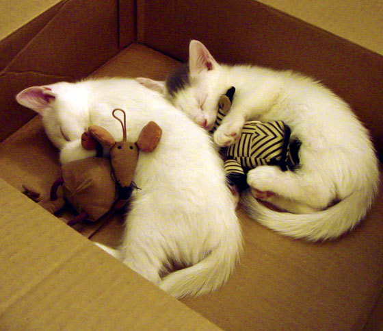 JiuyouAPP下载-希腊队在比赛中获得令人惊讶的胜利，希腊选手赛后泪奔