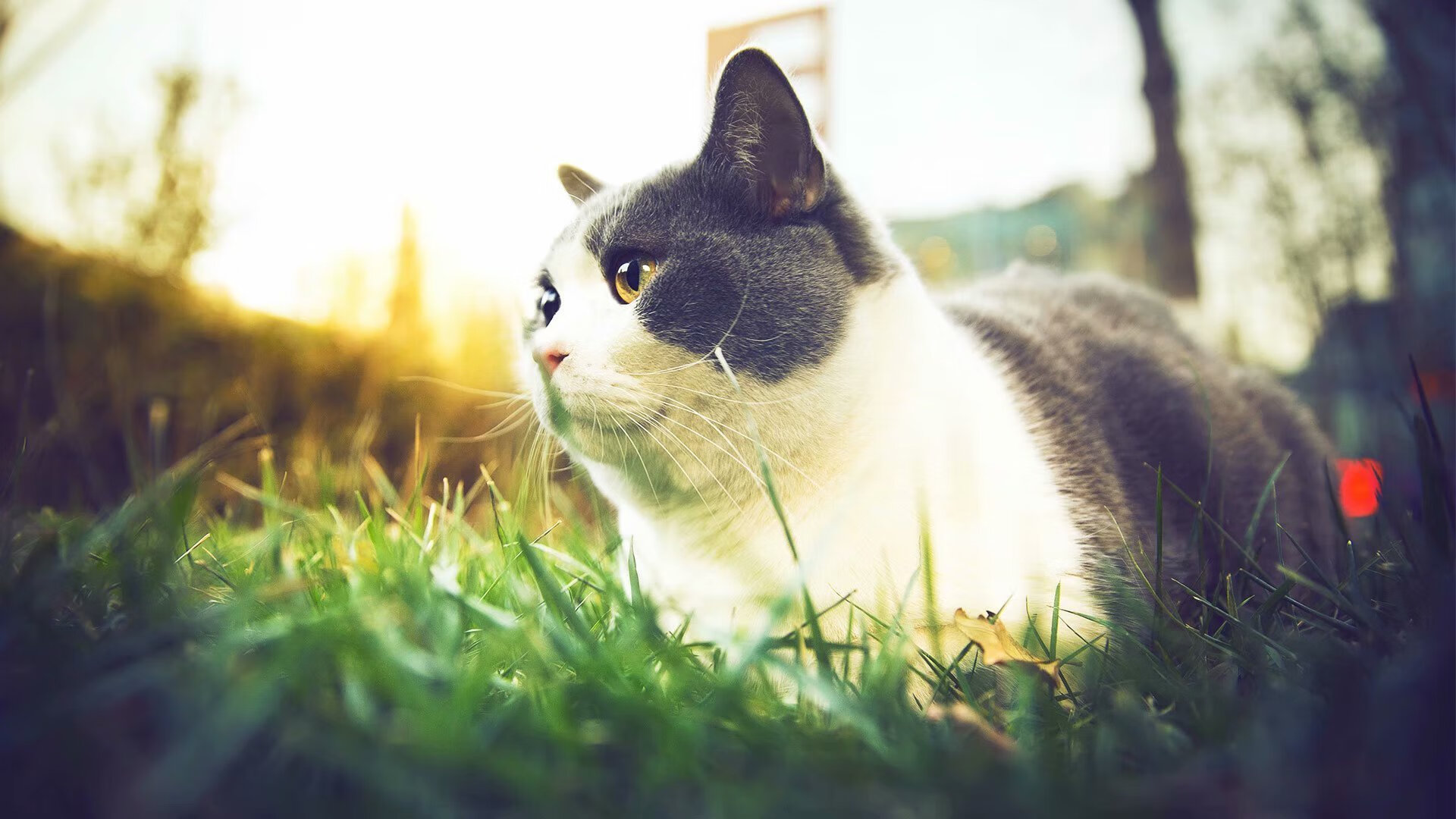 九游娱乐(jiuyou)官方网站-NBA赛季三分球趋势分析，nba2021赛季三分球