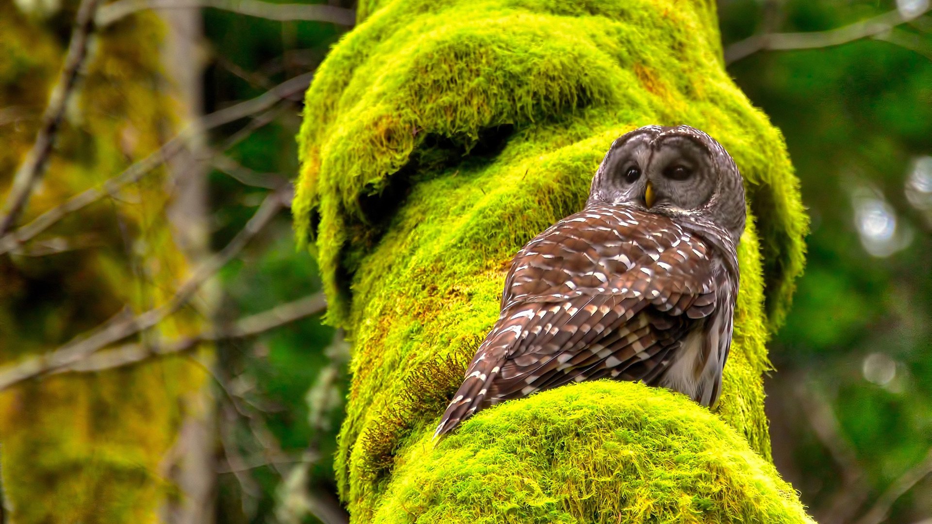 篮球运动员竞技表现提升路径研究,篮球竞技能力训练方法