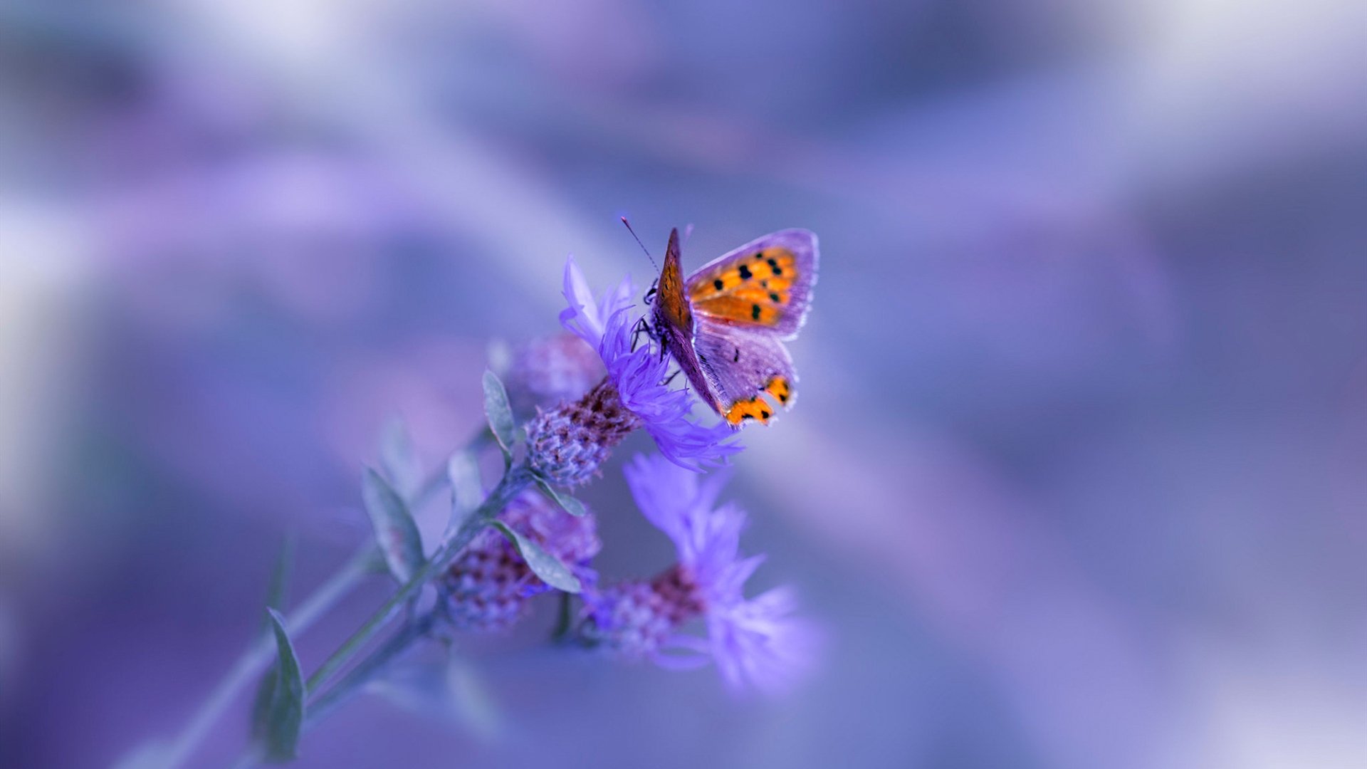 九游娱乐(jiuyou)官网-中国女足规划引入外籍体能教练强化核心力量训练，中国女足外教都是谁