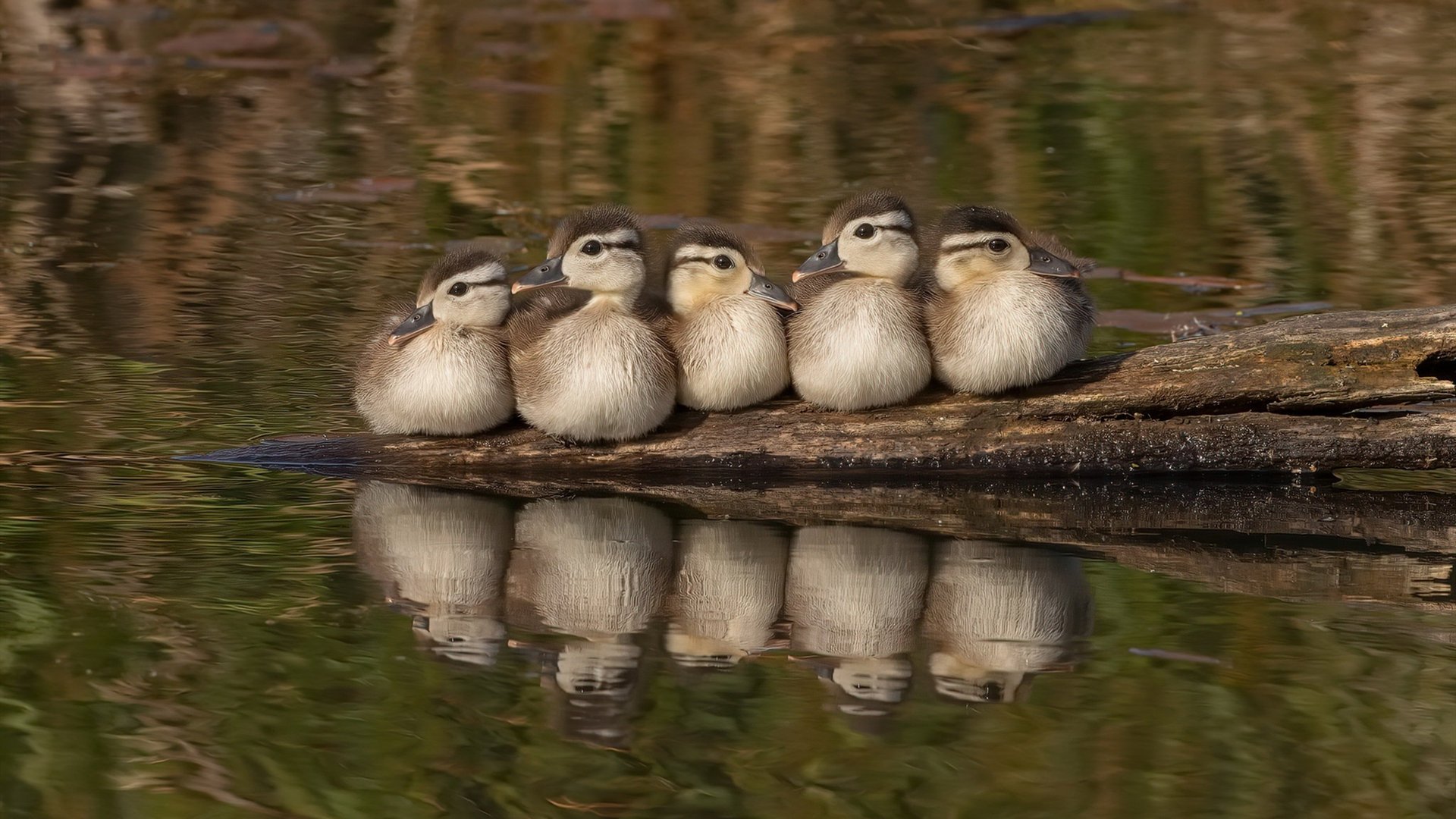 九游网页版官网-凯尔特人小前锋接受专家治疗推进康复计划，小凯尔特人值得入手