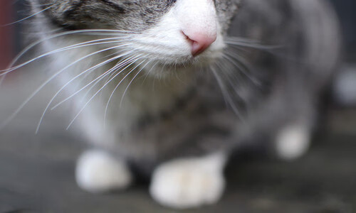 九游sports-哈登强调执行力决定球队上限，哈登效率