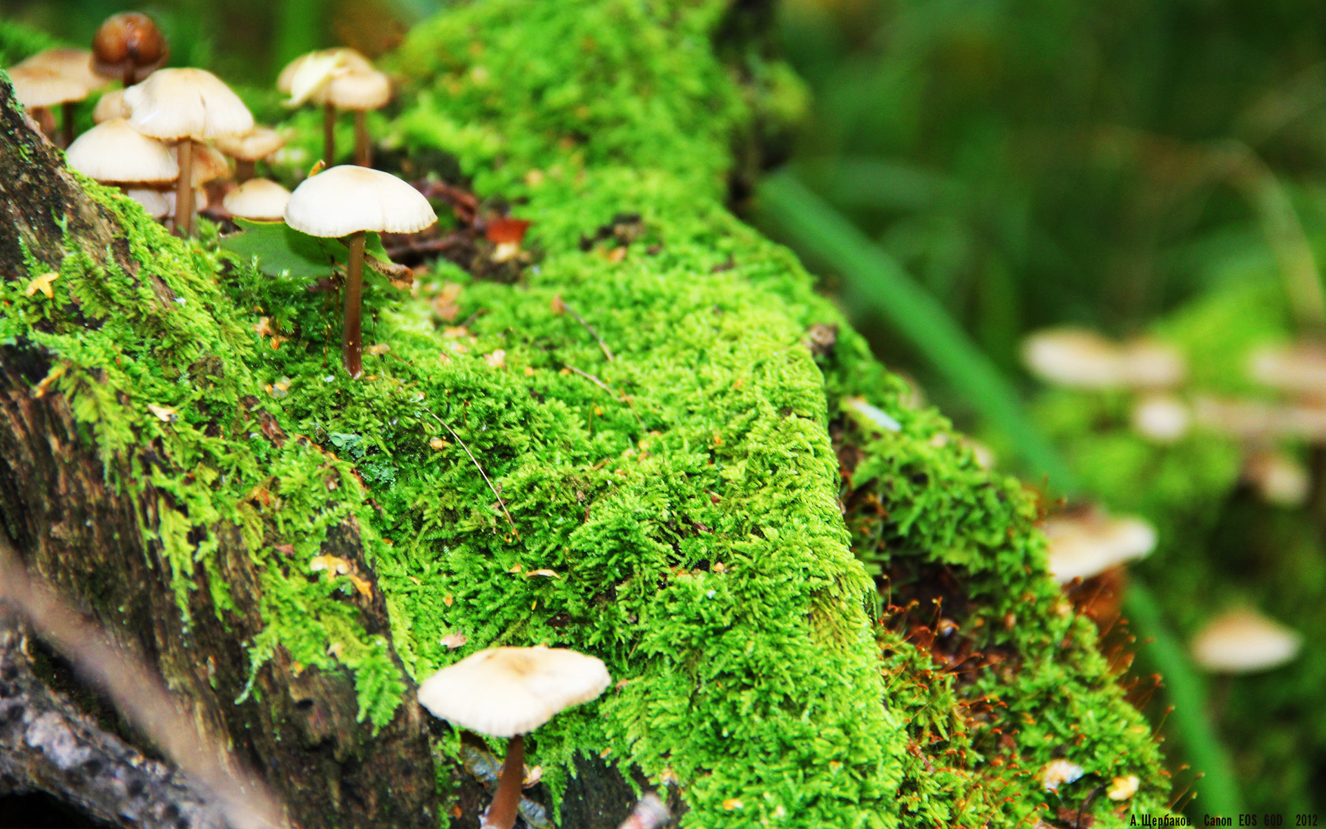 九游app下载中心-史密斯决赛冲刺阶段爆发惊艳全场，史密斯比赛视频