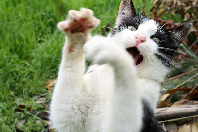 九游网页版官网-塔特领袖风范，成为袋鼠队的关键人物，塔特领袖风范,成为袋鼠队的关键人物是谁