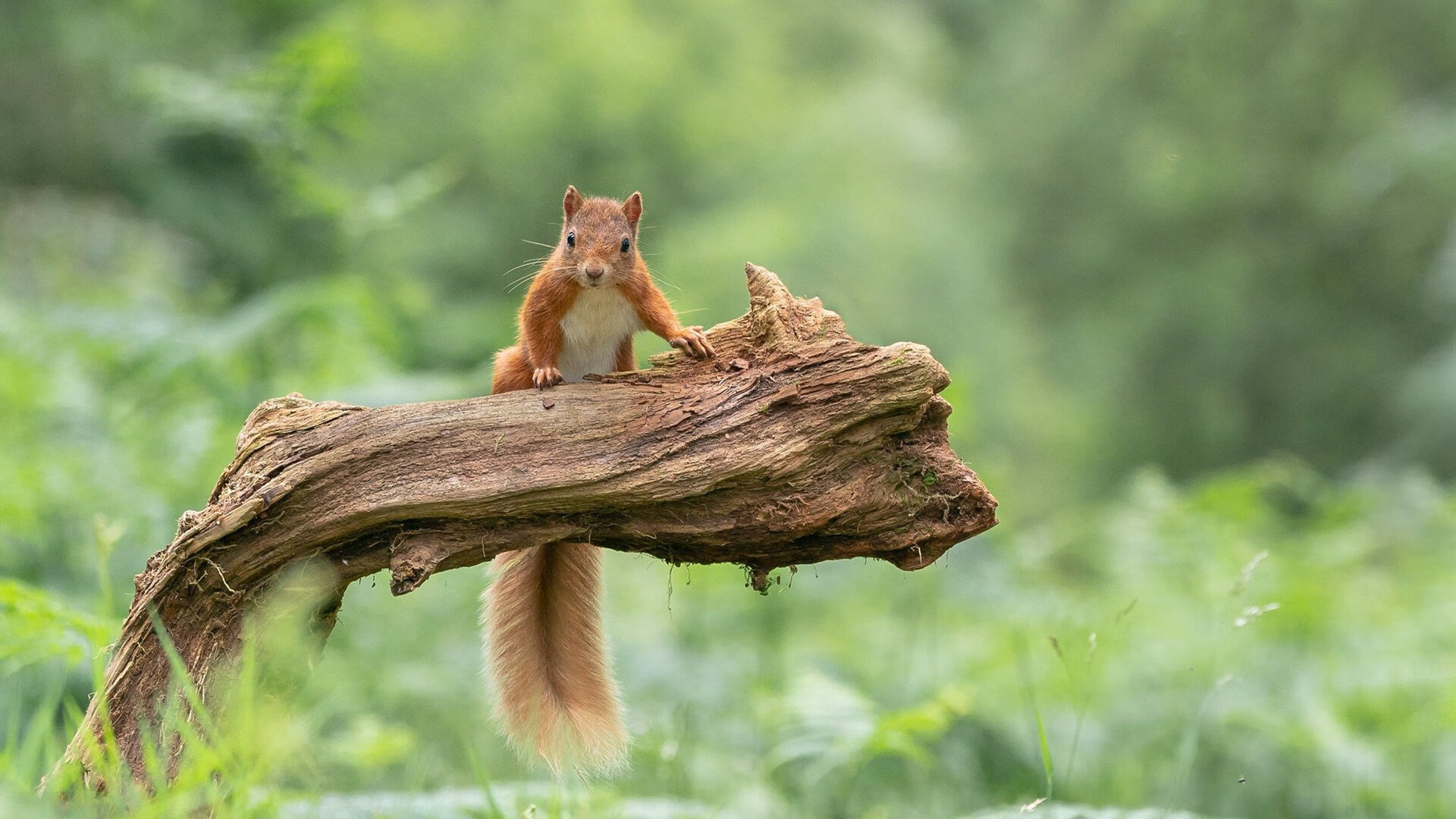 -斯洛伐克男篮在欧洲大赛中持续努力，追求世界强队地位，斯洛伐克男篮实力