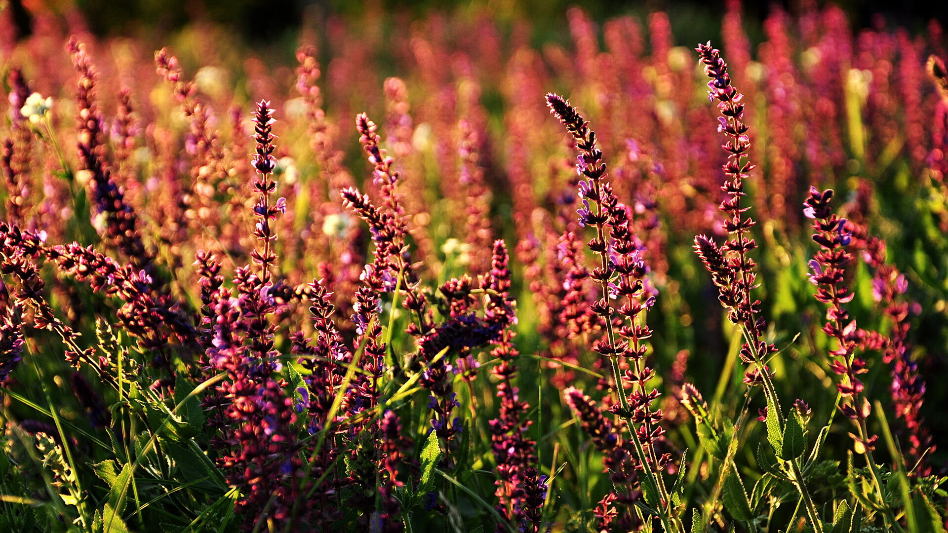 九游jiuyou-水球关键场次摩纳哥团结应对