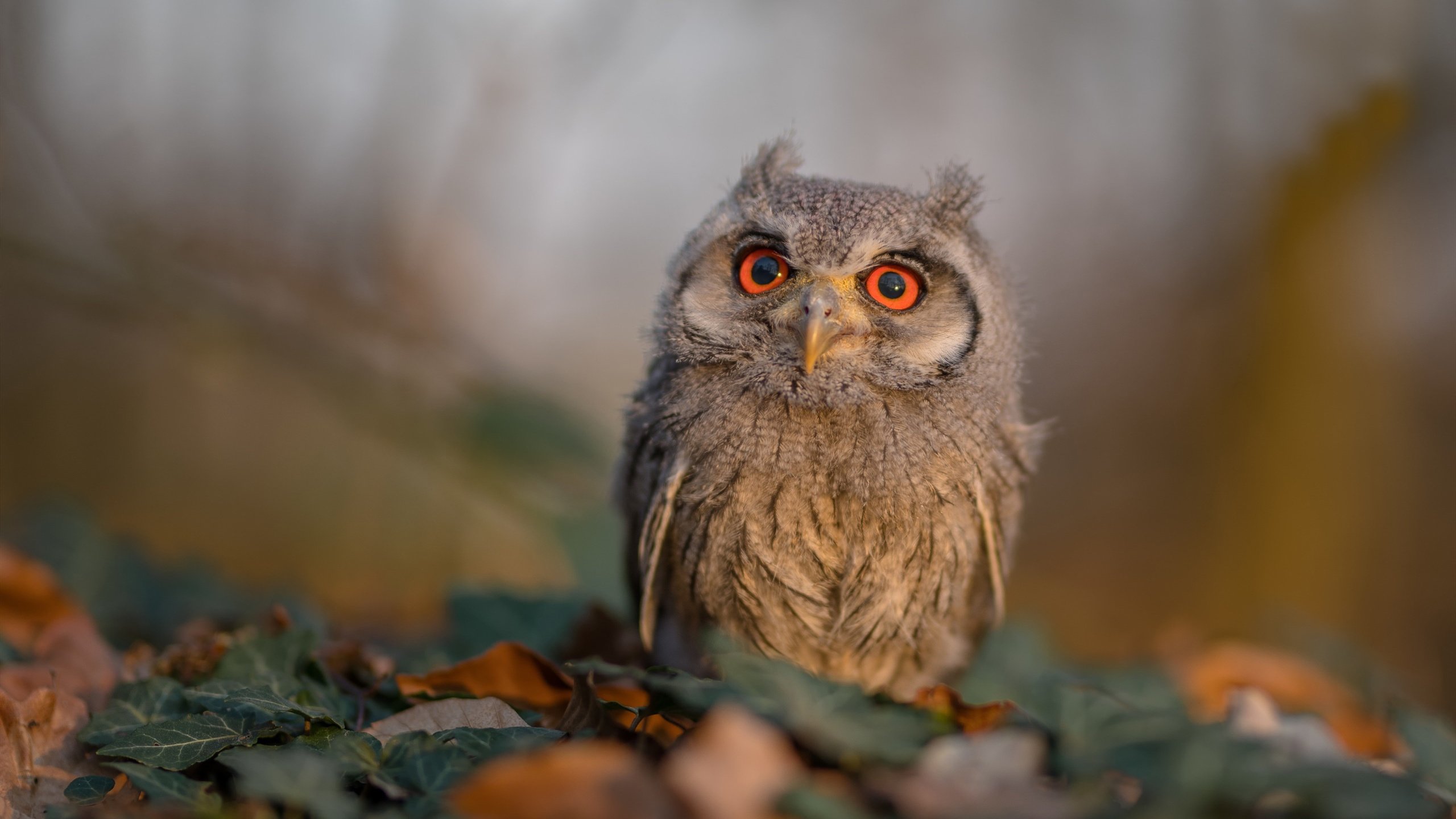 九游官网下载电脑版-篮网赛后团队合照展现凝聚力与信心，篮网全队合照