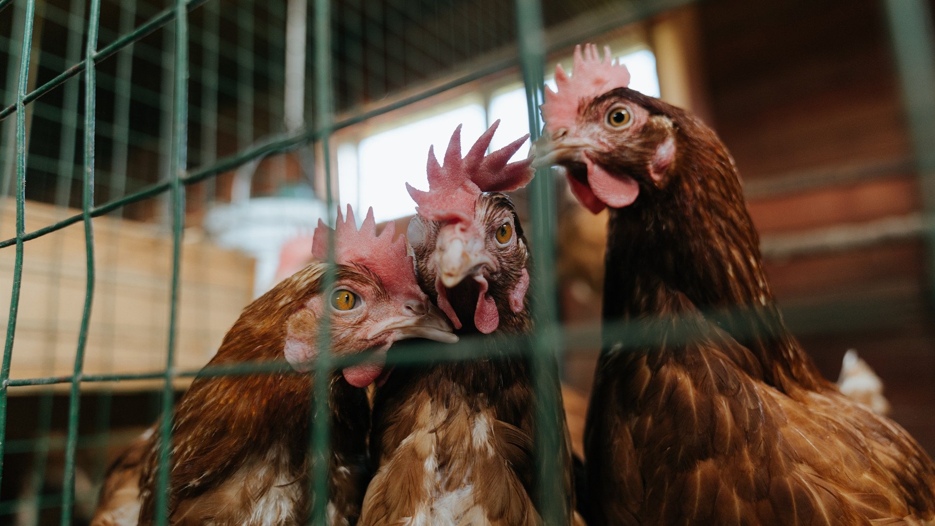 九游下载中心-美洲杯激情竞赛：瞬间点燃全场热血，美洲杯比赛视频录像